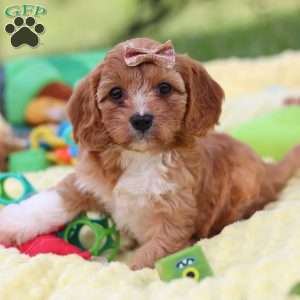 Zuri, Cavapoo Puppy