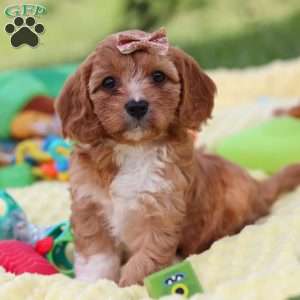 Zuri, Cavapoo Puppy