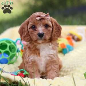 Zuri, Cavapoo Puppy