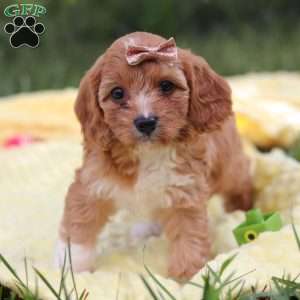 Zuri, Cavapoo Puppy