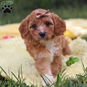 Zuri, Cavapoo Puppy