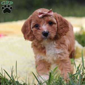 Zuri, Cavapoo Puppy