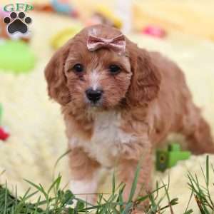 Zuri, Cavapoo Puppy