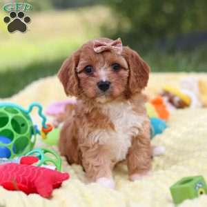 Zuri, Cavapoo Puppy