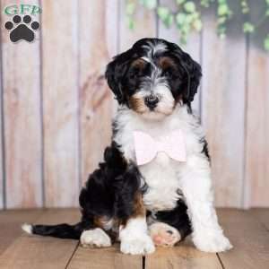 Miss Queen, Mini Bernedoodle Puppy
