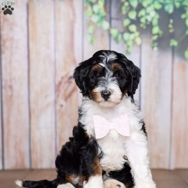 Miss Queen, Mini Bernedoodle Puppy