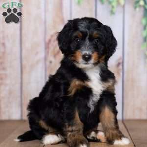 Hershey Boy, Mini Bernedoodle Puppy