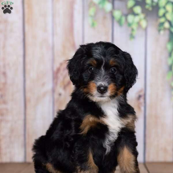 Hershey Boy, Mini Bernedoodle Puppy