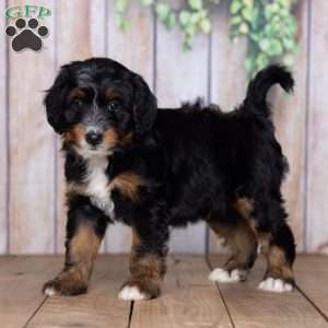 Hershey Boy, Mini Bernedoodle Puppy
