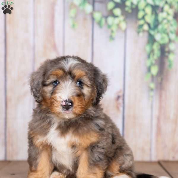 Simon, Mini Bernedoodle Puppy