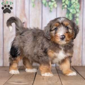 Simon, Mini Bernedoodle Puppy