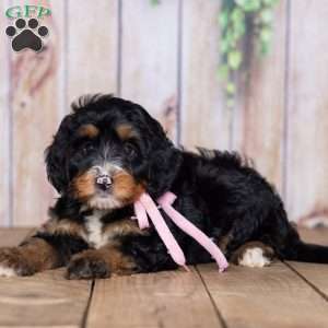 Sara Rose, Mini Bernedoodle Puppy