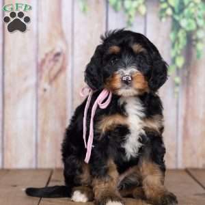Sara Rose, Mini Bernedoodle Puppy