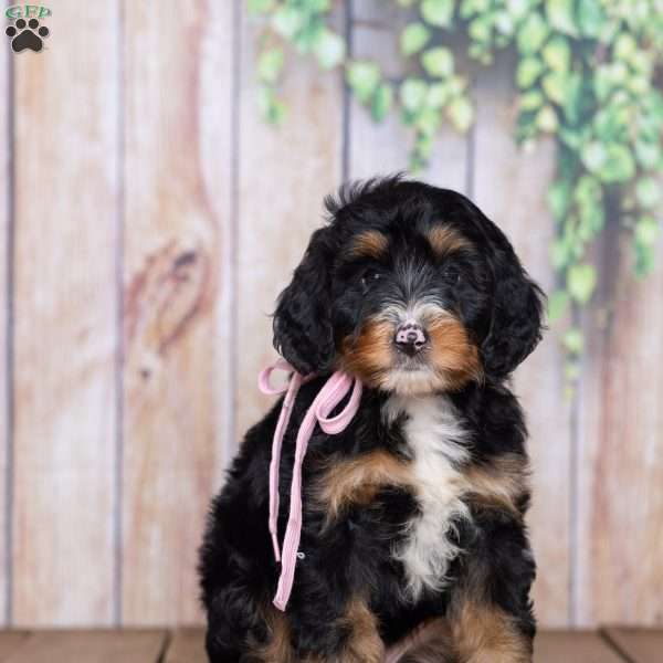 Sara Rose, Mini Bernedoodle Puppy