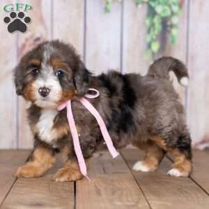 Beauty Jen, Mini Bernedoodle Puppy