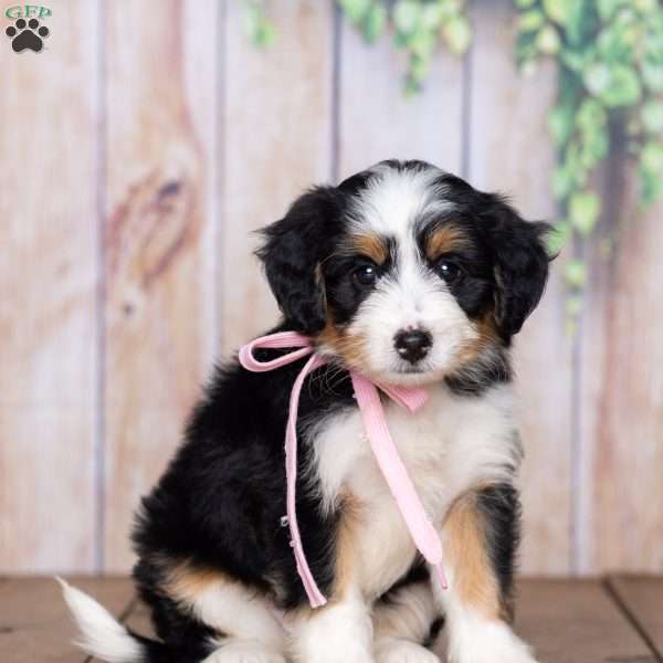 Susie, Mini Bernedoodle Puppy