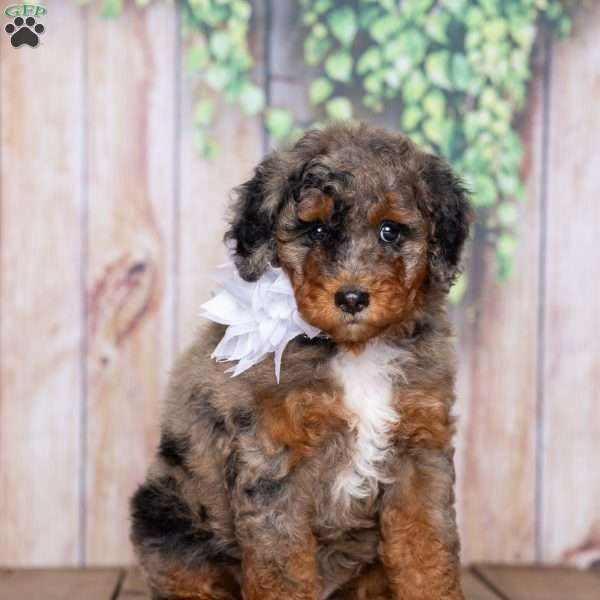 Betty, Mini Bernedoodle Puppy