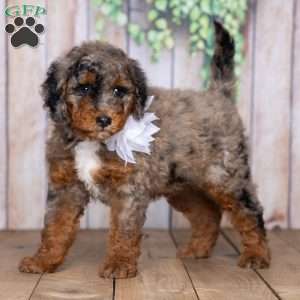 Betty, Mini Bernedoodle Puppy
