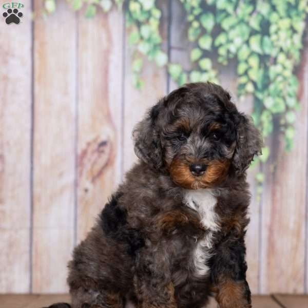 Rory, Mini Bernedoodle Puppy