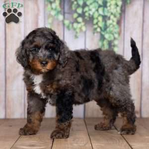 Rory, Mini Bernedoodle Puppy
