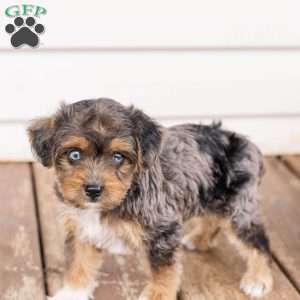 Kato, Miniature Poodle Mix Puppy