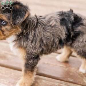 Kato, Miniature Poodle Mix Puppy