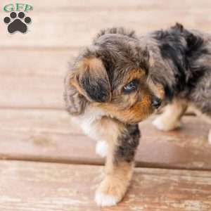 Kato, Miniature Poodle Mix Puppy