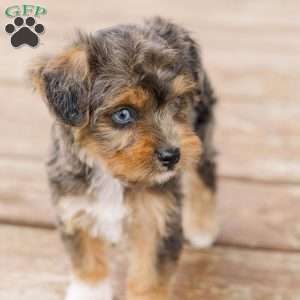 Kato, Miniature Poodle Mix Puppy