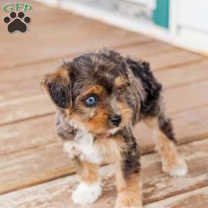 Kato, Miniature Poodle Mix Puppy