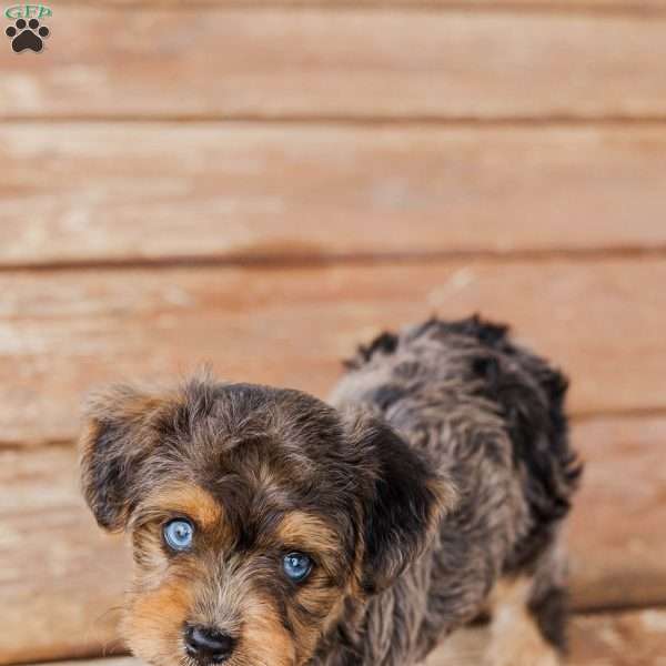 Kato, Miniature Poodle Mix Puppy