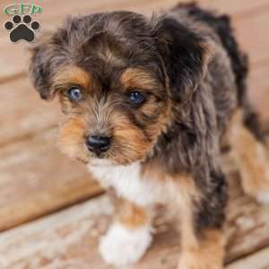 Kato, Miniature Poodle Mix Puppy