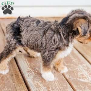 Kato, Miniature Poodle Mix Puppy