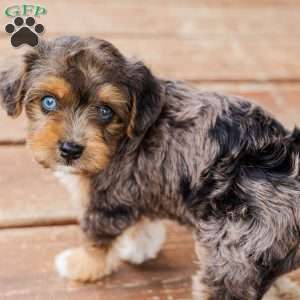 Kato, Miniature Poodle Mix Puppy