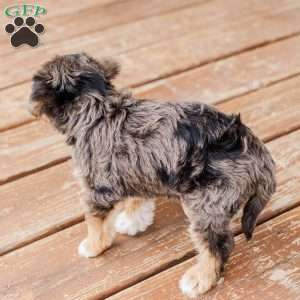 Kato, Miniature Poodle Mix Puppy