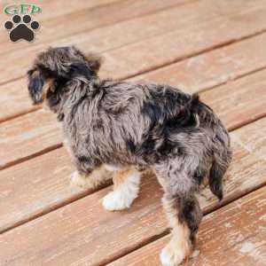 Kato, Miniature Poodle Mix Puppy