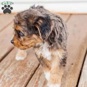 Kato, Miniature Poodle Mix Puppy