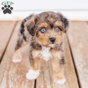 Kato, Miniature Poodle Mix Puppy