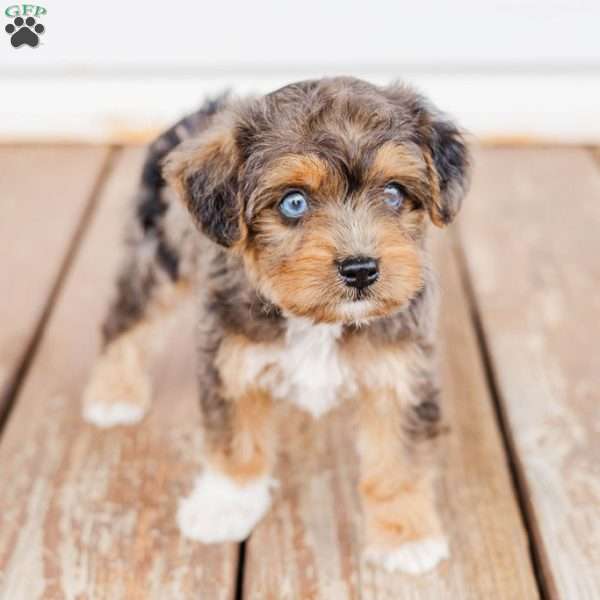 Kato, Miniature Poodle Mix Puppy