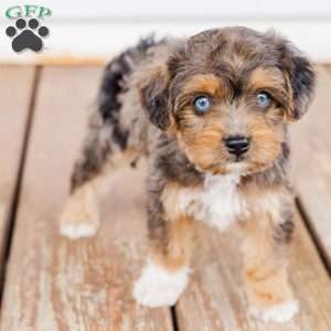 Kato, Miniature Poodle Mix Puppy