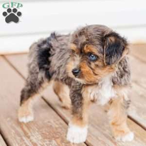 Kato, Miniature Poodle Mix Puppy