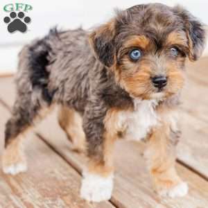 Kato, Miniature Poodle Mix Puppy