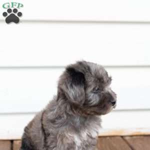 Kendrix, Miniature Poodle Mix Puppy