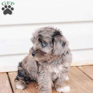 Kendrix, Miniature Poodle Mix Puppy