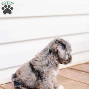Kendrix, Miniature Poodle Mix Puppy