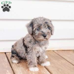 Kendrix, Miniature Poodle Mix Puppy