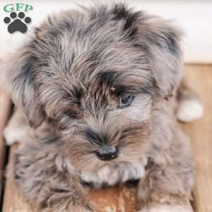 Kendrix, Miniature Poodle Mix Puppy