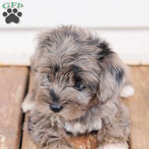 Kendrix, Miniature Poodle Mix Puppy