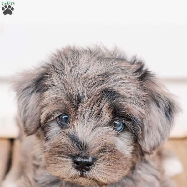 Kendrix, Miniature Poodle Mix Puppy