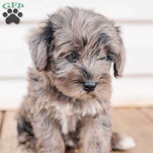 Kendrix, Miniature Poodle Mix Puppy