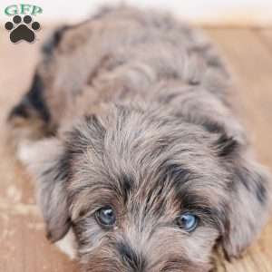 Kendrix, Miniature Poodle Mix Puppy